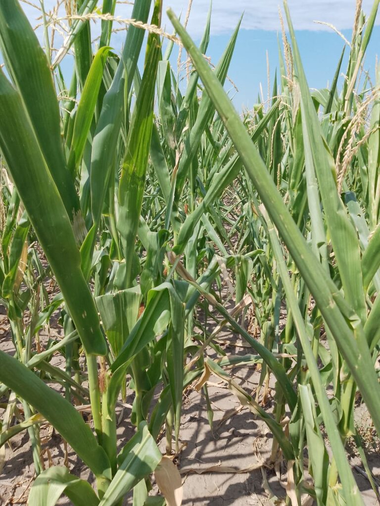 Agricultura en el NEA: Los 2 nutrientes que no se sabía que estaban faltando