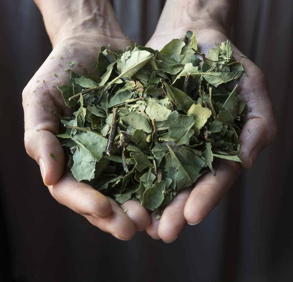 Buenas perspectivas exportadoras para la yerba mate argentina