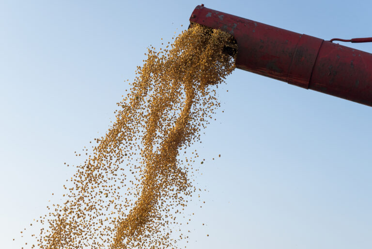 Argentina ocupa el tercer puesto mundial en molienda de soja - Expoagro - Edición YPF Agro