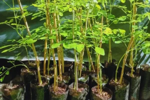 Estudian el cultivo moringa como una alternativa para la región
