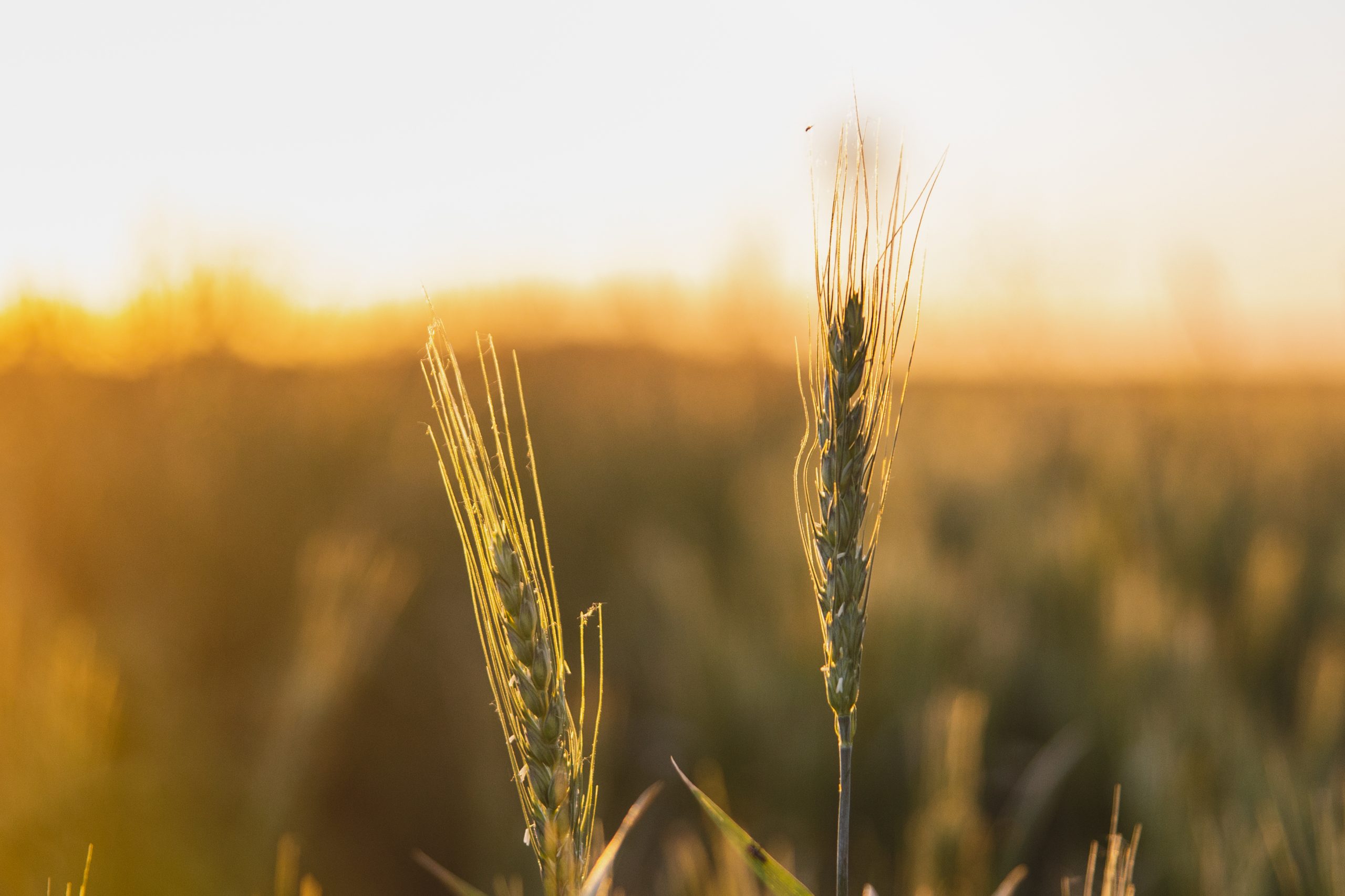 La campaña fina desde la perspectiva del trigo más sembrado