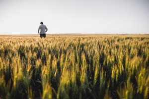 15/12- El Semillero oficial propone una recorrida 360° por su Campo Líder de trigo