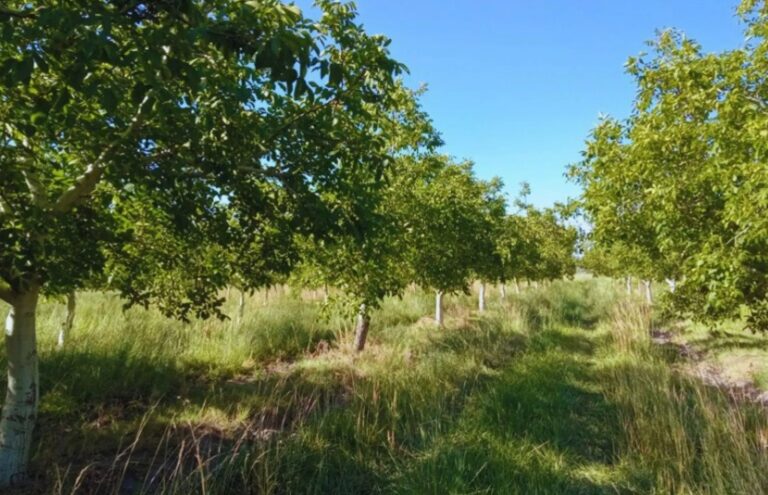 Relevamiento sanitario en nogales del Valle Inferior del Río Negro