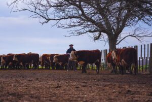 Cómo ganar kilos sin perder eficiencia en los novillos