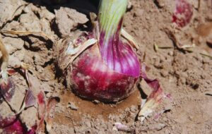 Presentan una nueva cebolla de bulbos rojos