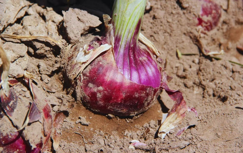 Presentan una nueva cebolla de bulbos rojos