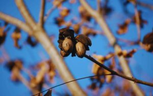 El mercado de la nuez Pecán crece y se expande