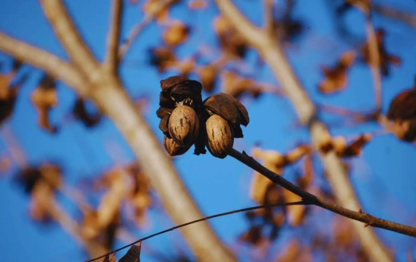 El mercado de la nuez Pecán crece y se expande