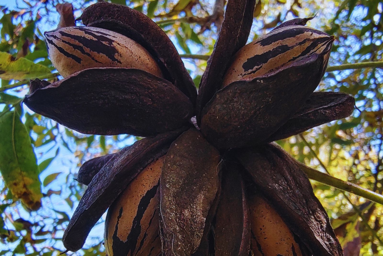 Con ADN, confirman qué cultivares de pecán se plantan
