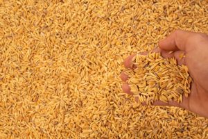 Cereales: el campo mejoró la liquidación de dólares, aunque lejos de los mejores períodos