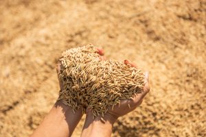 Sector agrícola: para este año estiman una producción de 136,4 millones de toneladas