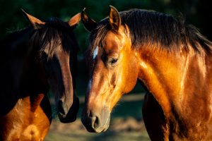 Suman más de un millón cien mil dosis de nuevas vacunas contra la encefalomielitis infecciosa equina