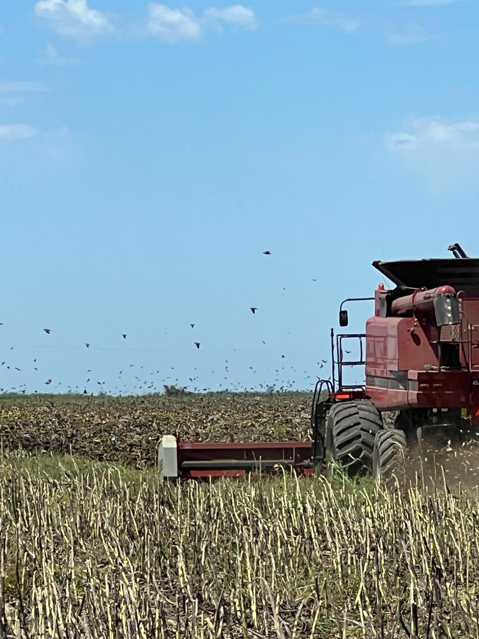 Las palomas no le dieron paz al girasol entrerriano