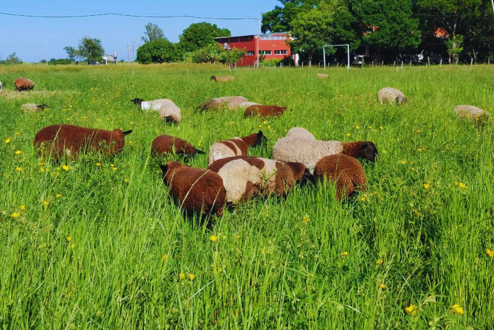 Presentan dos nuevas variedades de pasto Nilo