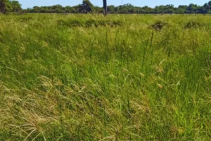 Evalúan pasturas megatérmicas para mejorar la productividad ganadera