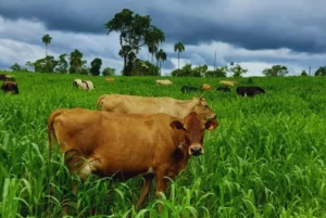 Lechería: recomendaciones para el uso de pasturas adaptadas