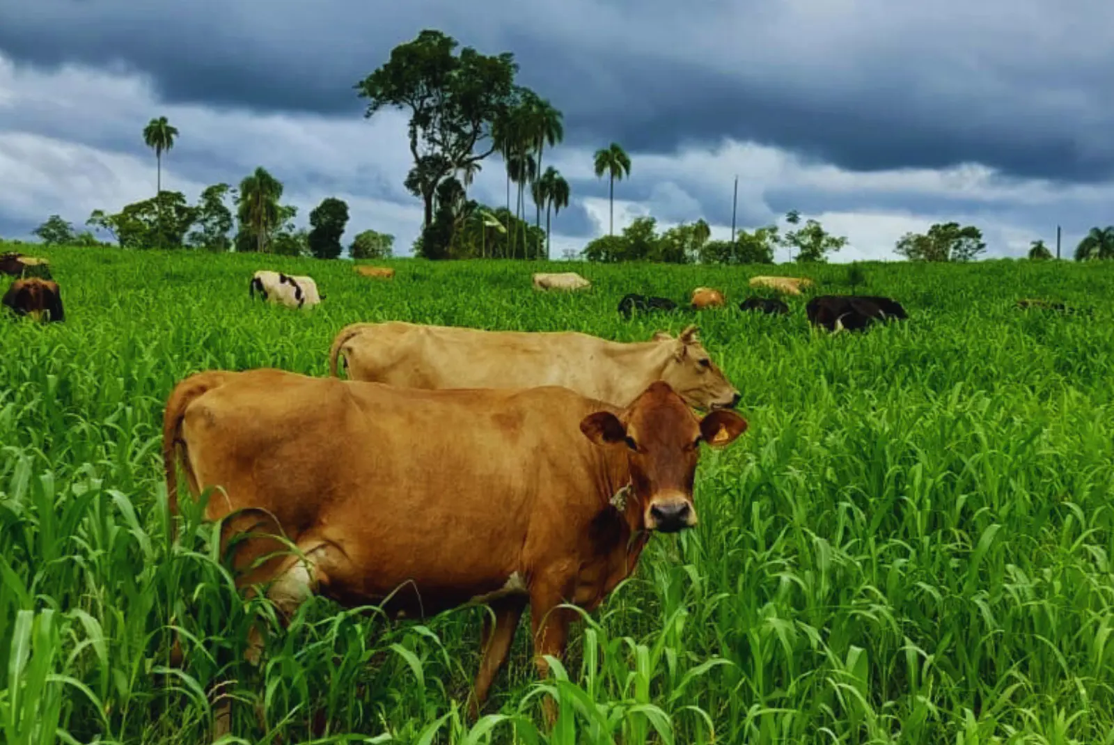 Lechería: recomendaciones para el uso de pasturas adaptadas
