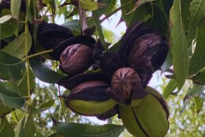 La nuez pecán gana terreno y los productores apuestan a la diversificación
