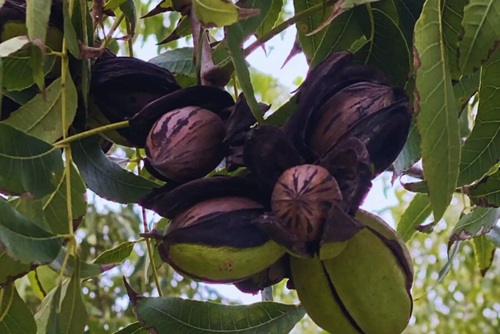 La nuez pecán gana terreno y los productores apuestan a la diversificación