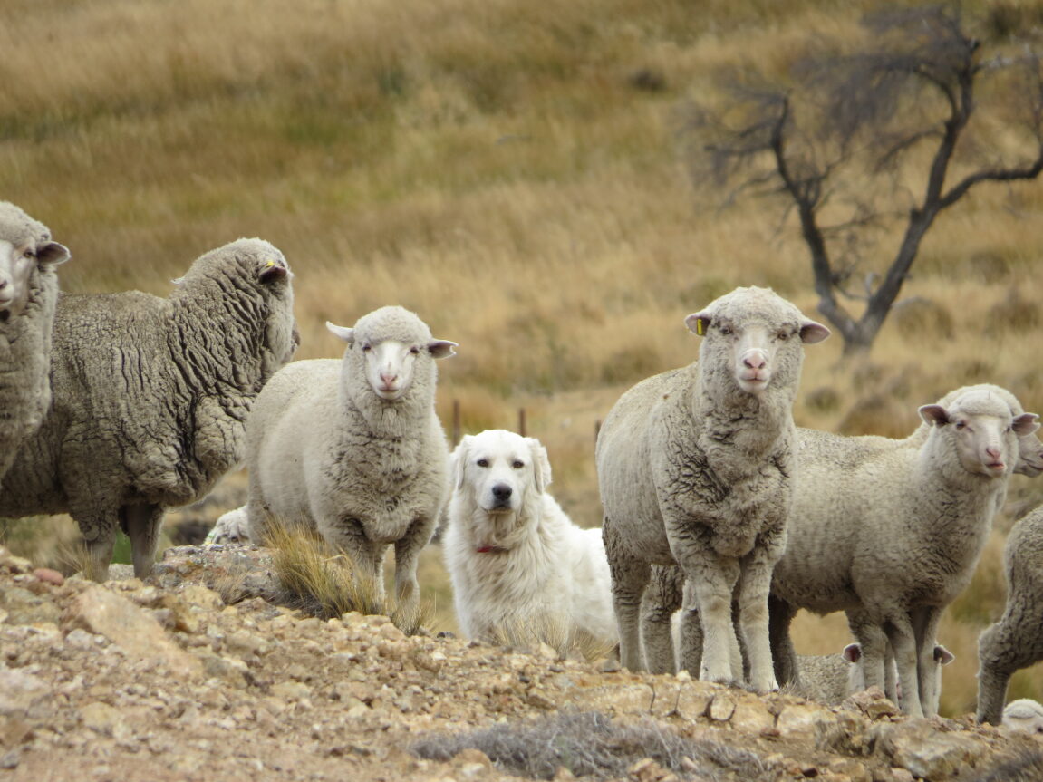 Perros protectores, una herramienta efectiva para defender a las majadas de ovinos y caprinos