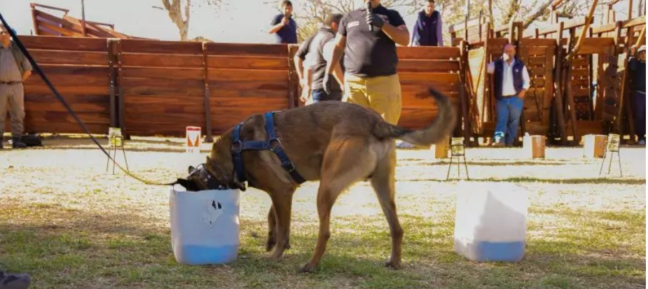 El NOA refuerza sus barreras sanitarias contra el Huanglongbing con perros entrenados