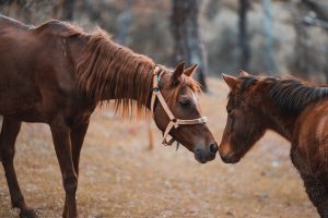 Santa Fe detectó el primer caso en humanos de Encefalitis Equina del Oeste