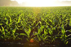 Análisis. Costos y perspectivas del maíz 2023 en la Zona Núcleo