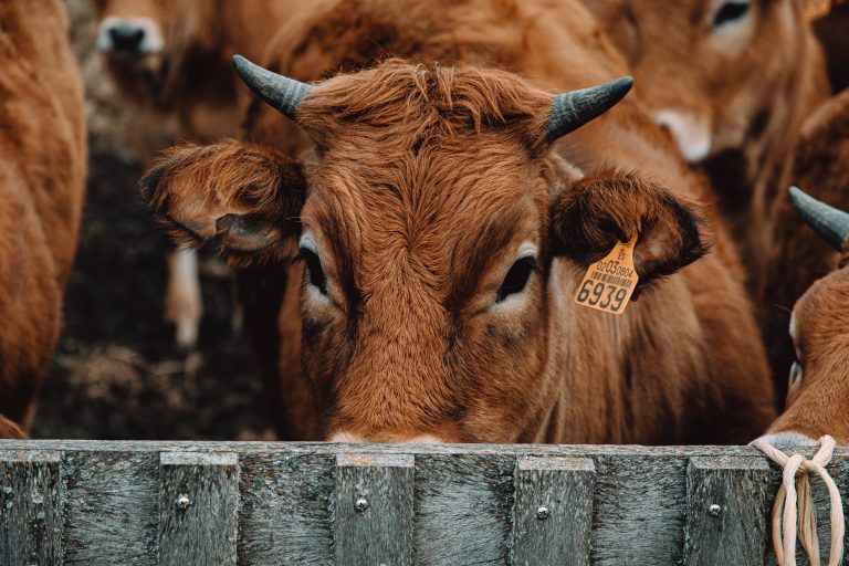 ¿Cuál es el impacto del biotipo animal de la raza Limousin en el negocio cárnico?