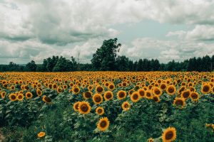 De la mano de India, buscan que Argentina vuelva a posicionarse en la exportación de girasol