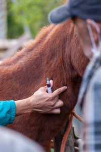 Buscan jerarquizar a los veterinarios del SENASA