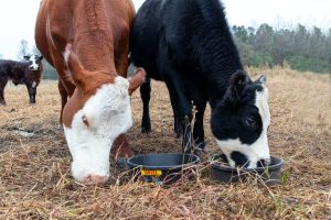 Las exportaciones de carne vacuna cayeron un 27%