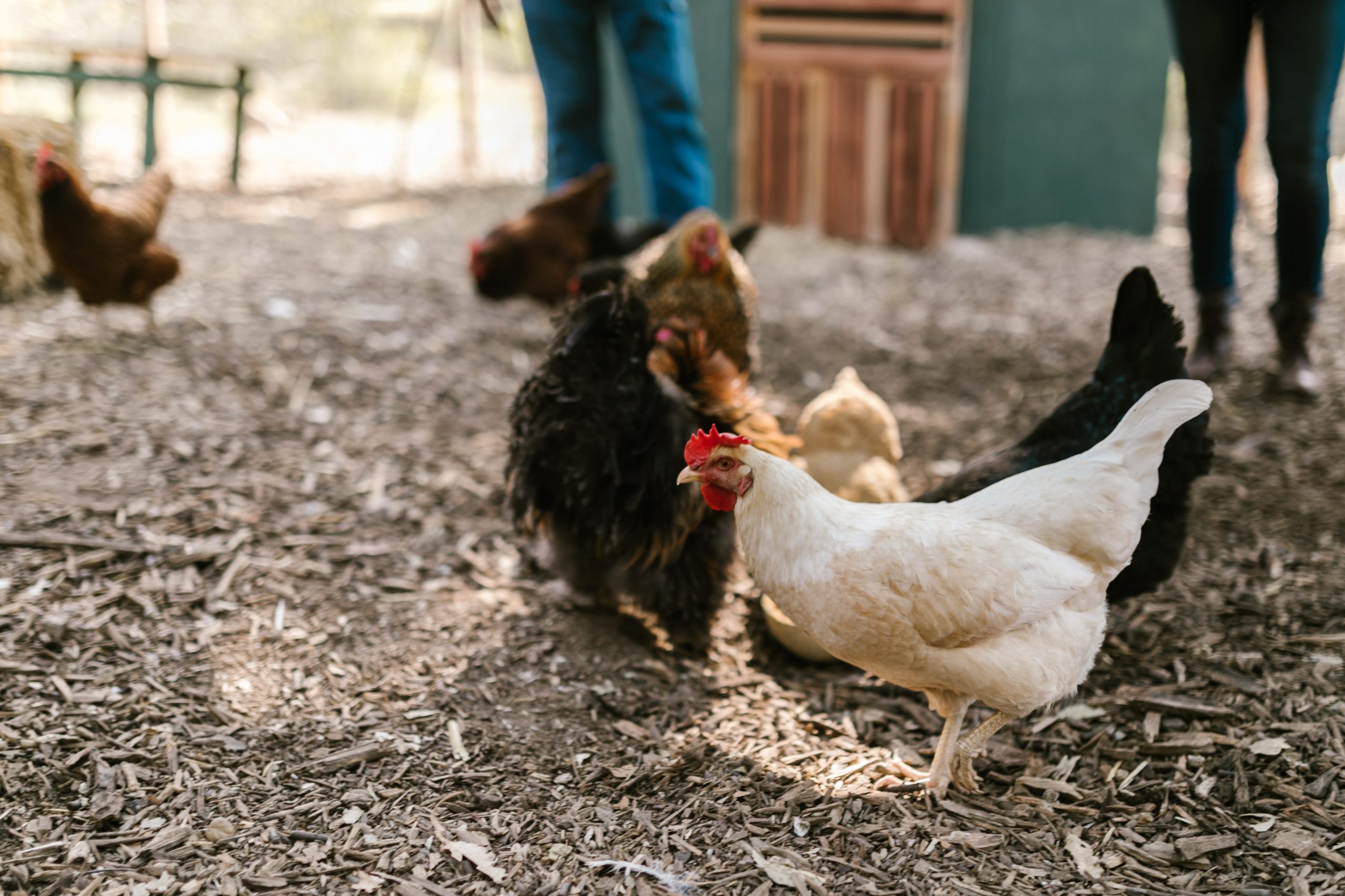 Economía destina más de $7.000 millones para asistir a productores avícolas