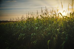 Maíz, costos en alza ante un clima complicado