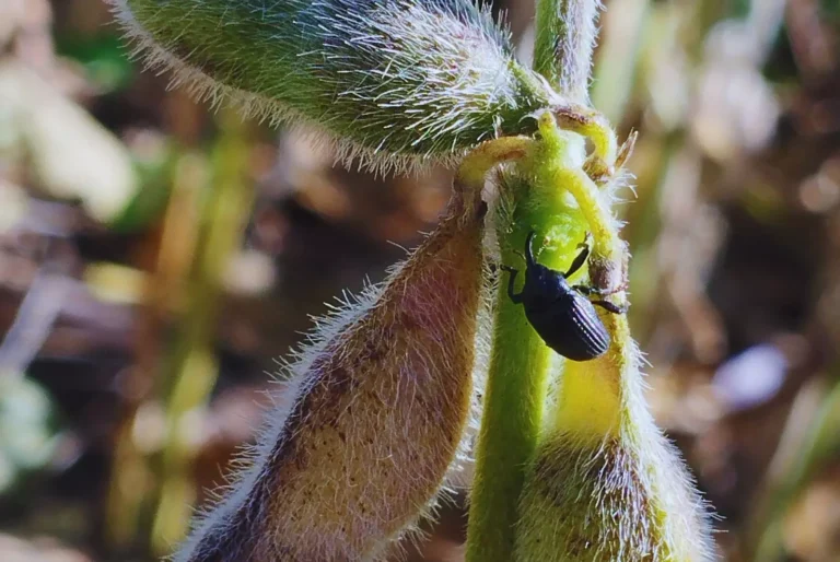 Picudo negro: Confirman el avance del insecto en cultivos de soja