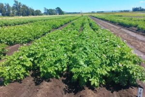 Piru, la papa editada genéticamente para chips, con mejor conservación y calidad industrial