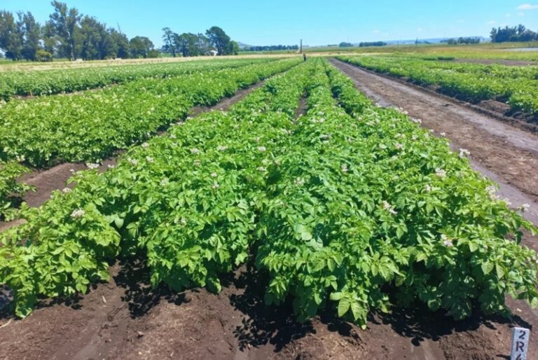 Piru, la papa editada genéticamente para chips, con mejor conservación y calidad industrial