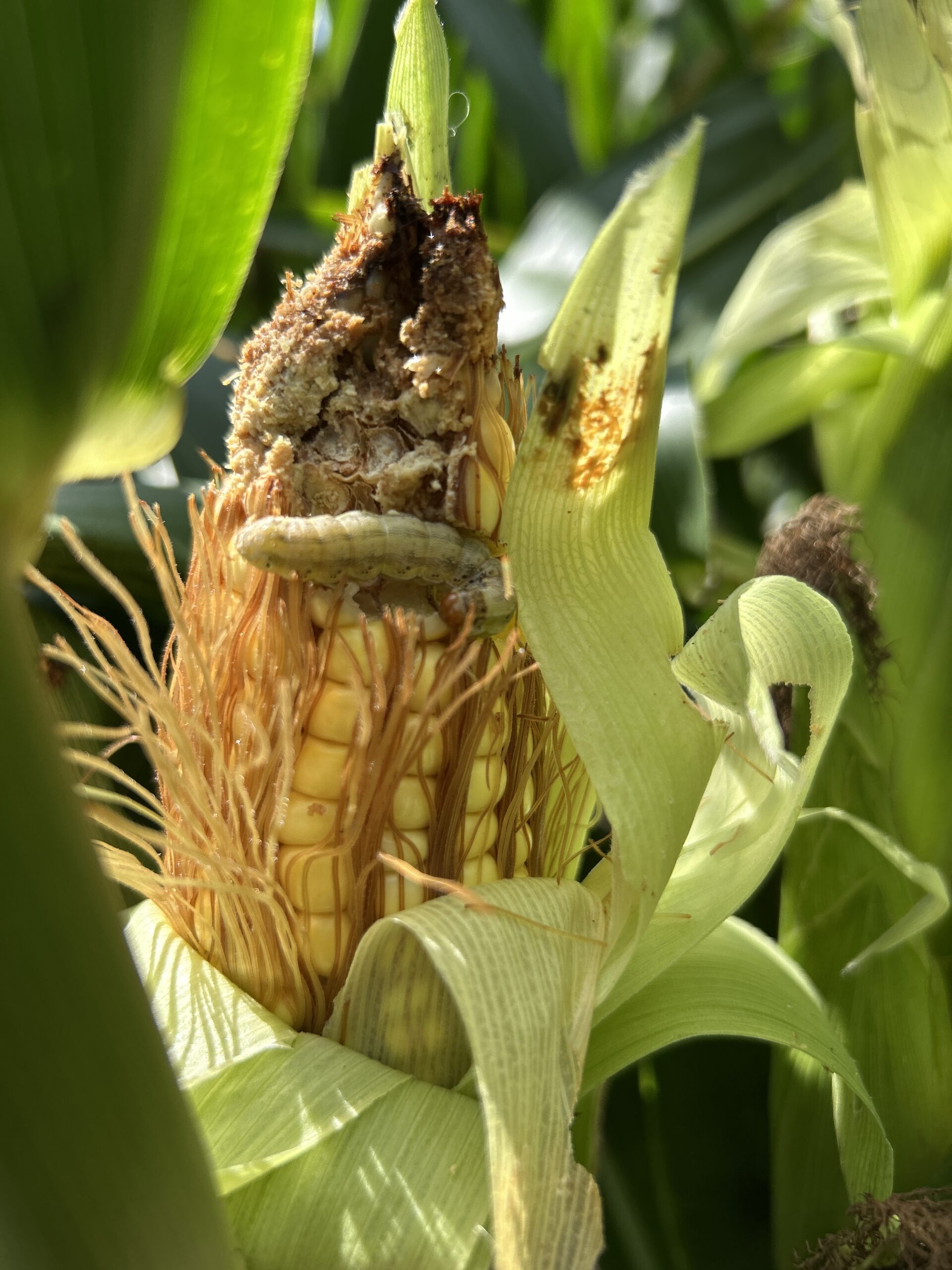 En la campaña 2024/25, 8 de cada 10 productores detectaron daños por lepidópteros en maíces Bt