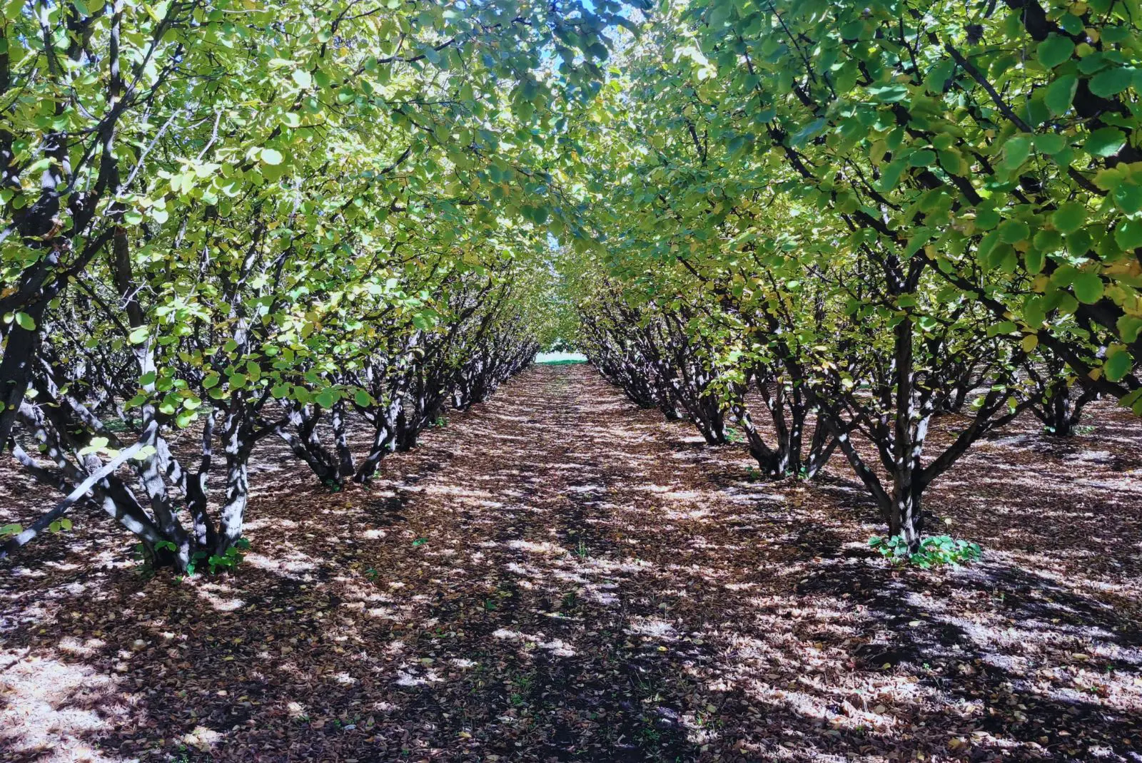 Poda mecánica en frutales, una herramienta que mejora la producción