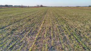 Implantación de pasturas: lo que hay que saber