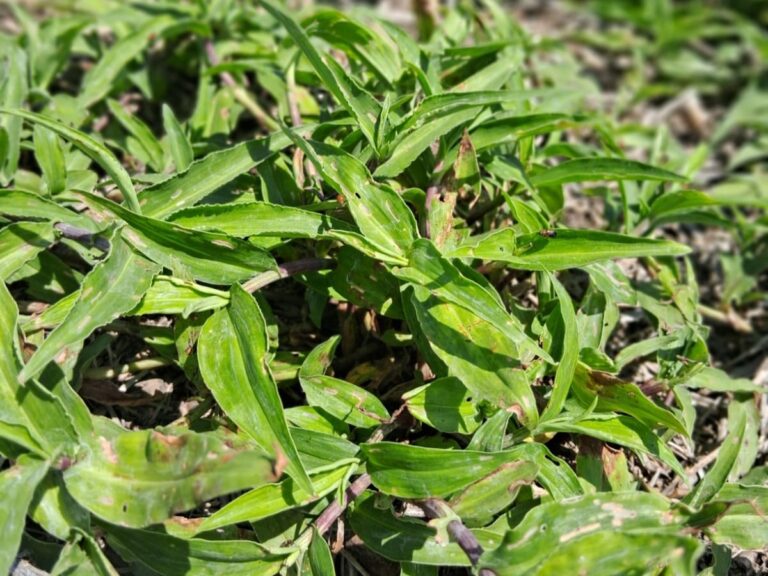 Commelina erecta: el manejo arranca en otoño