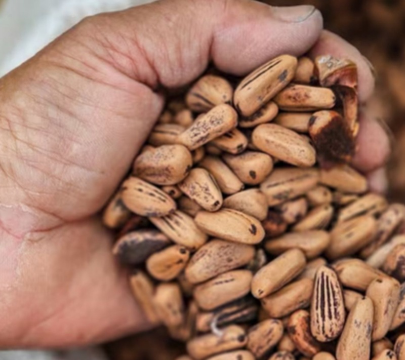 Del bosque costero al plato mediterráneo: El piñón bonaerense que conquista Europa