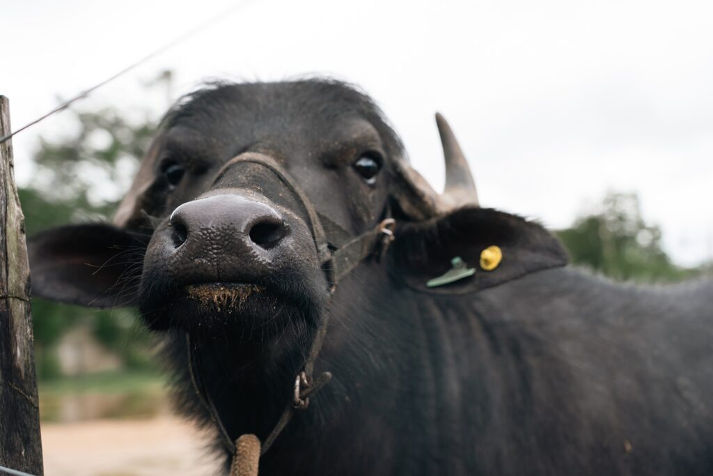 Sanidad, alimentación y genética, los tres pilares del búfalo productivo