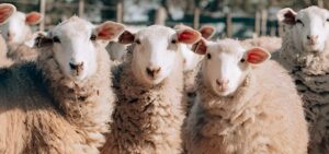 El boom de la leche ovina: Valor agregado y producción boutique en el corazón de la zona núcleo