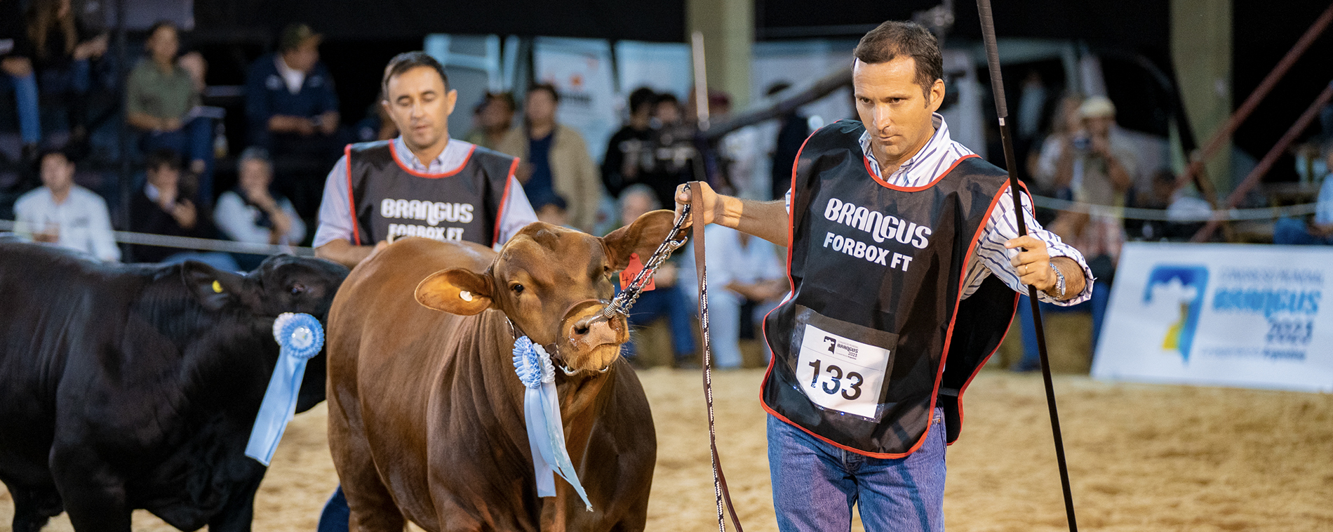 Con la Nacional del Ternero Brangus, comenzaron las juras en Riachuelo