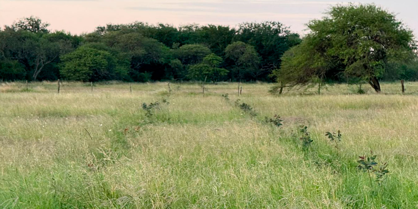 BioInnova: Los nuevos nichos de negocio que nacen en el campo y ven más allá de la tranquera