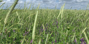 Ramularia en vicia ¿Cuándo debería preocupar?