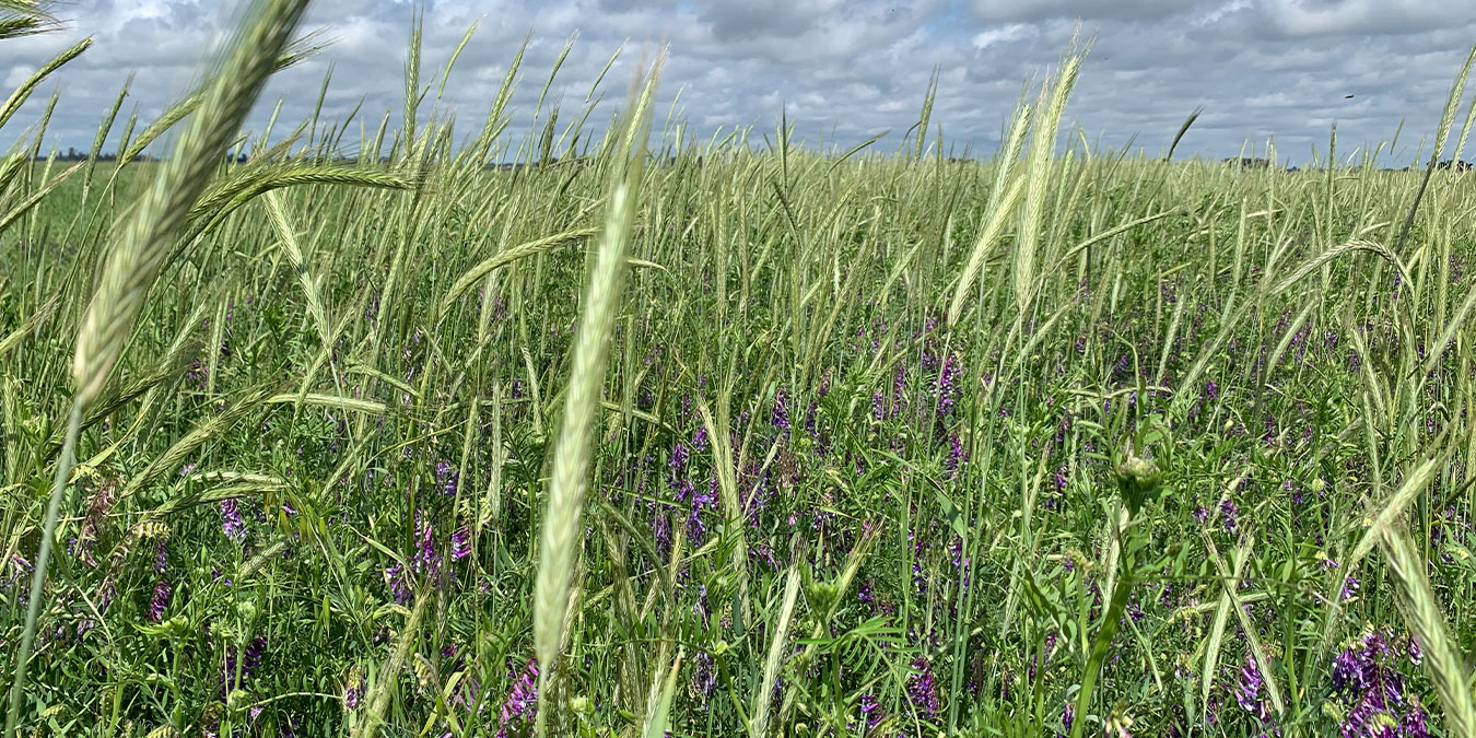 Ramularia en vicia ¿Cuándo debería preocupar?