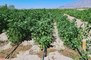 El riego eficiente potencia la producción de quinua en Cuyo