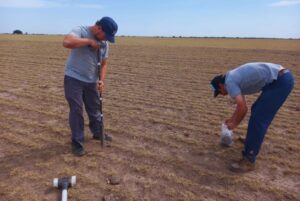 Raíces, la base oculta de la producción forrajera