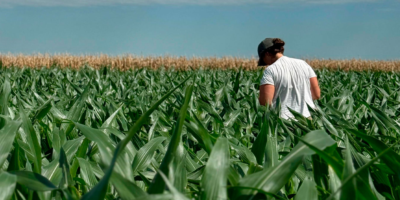 Maíces Vip bajo la lupa: Qué mostraron los relevamientos de daño de Spodoptera frugiperda